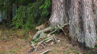 Orava puun juurella.