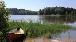 Pitkäjärven rantaa Espoon Ruispellon alueella kesällä 2016.