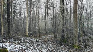 Metsää Perkiönmäen puistossa talvella 2025.