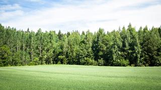 Peltoa ja metsää.