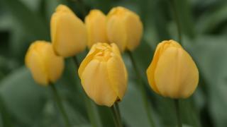 Keltaisia tulppaaneja.