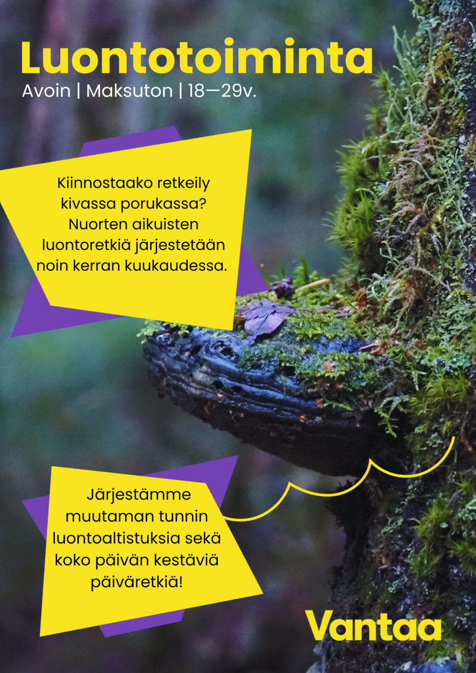 kuvassa puusta kasvava kääpä.